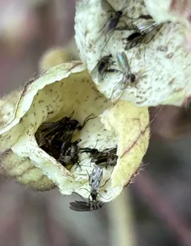 Fungal gnats inside pipevine flower.
