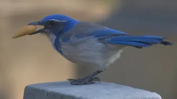 Scrub Jay with acorn in beak