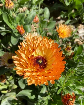 Photo of a zeolights Calendula in bloom.