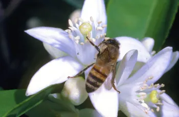 Decorative image of a bee on a flower