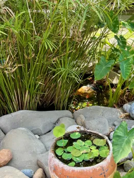 terracota waterbowl with plants