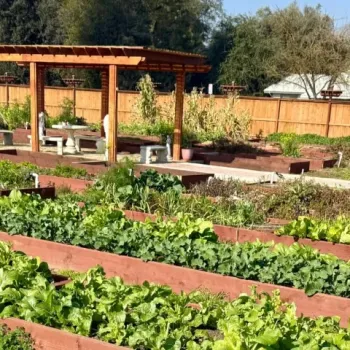 Newman community vegetable garden