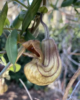 Photo of the pipe shape of a pipevine flower.