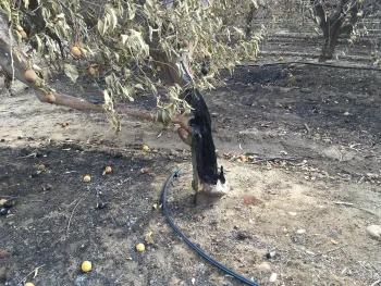 The blackened trunk of a citrus tree. Leaves are curled. Some citrus fruit hangs on tree and some on ground