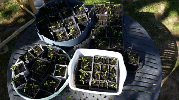 seedlings just starting to come up in a variety of small pots