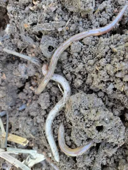 A mass of earthworms in the compost bin, doing their job. J. Alosi