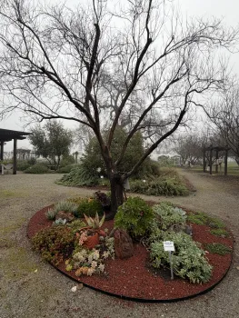 The Desert Willow grows in the Demo Garden, surrounded by succulents. Anne Ryder
