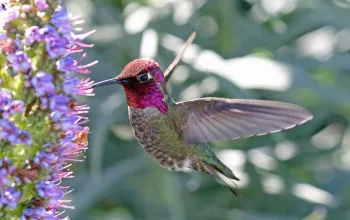 Anna's Hummingbird
