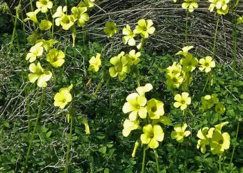 Bermuda buttercup