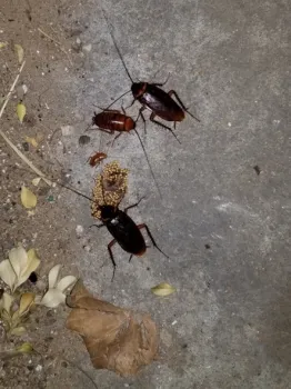 Periplaneta Americana, American cockroaches