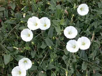 morning glory look-alike, field bindweed