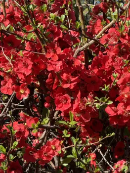 Photo of flowering quince.