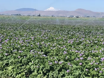 Purple flowers stretch across the field of potatoes being irrigated with sprinklers.