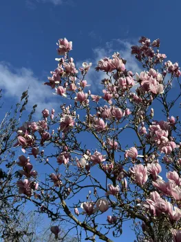 Photo of a magnolia tree in bloom.
