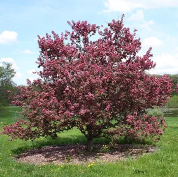 Malus &lsquo;Purple Prince&rsquo; crabapple
