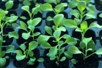 green seedlings with small round leaves