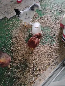 Three chickens walk on feed scattered on the ground around an open feeder