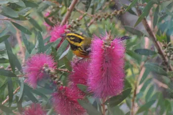 Townsend’s warbler in a bush