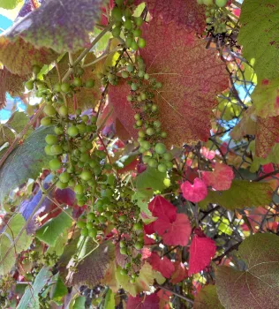 Native grape, Vitis californica, growing on a vine