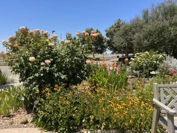 Roses, Iris', Black-eyed Susans in the cutting garden