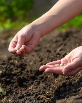 a hand planting seeds in the soil