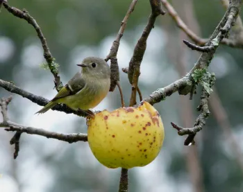 ruby-crowned kinglet