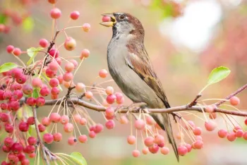 sparrow eating a crabapple