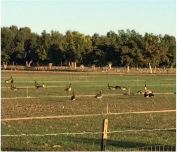 Wild birds in a field with trees in background