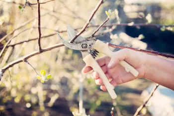 winter pruning a tree