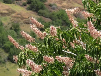 Buckeye blooming in Upper Bidwell Park. J. Alosi