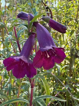Purple Plum penstemon blooming in the All-Star Garden. Laura Kling