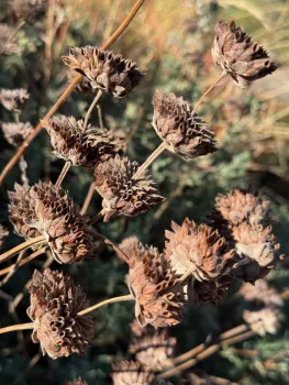 Seedpods of Salvia clevelandii ‘Winnifred Gilman’ (Winnifred Gilman Cleveland sage) provide food for birds in the fall. Laura Kling