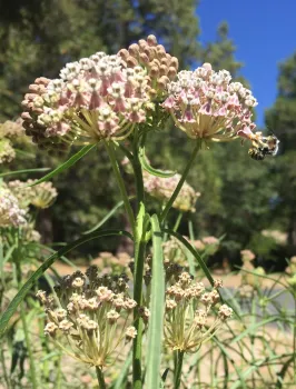 Help migrating monarch butterflies by planting milkweed like this narrow leaf A. fascicularis. Kim Schwind