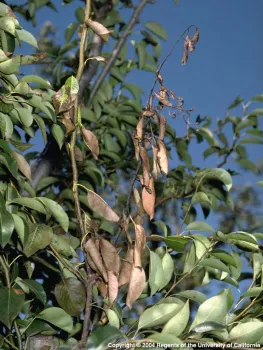 Tree shoots killed by fire blight. UC IPM Program