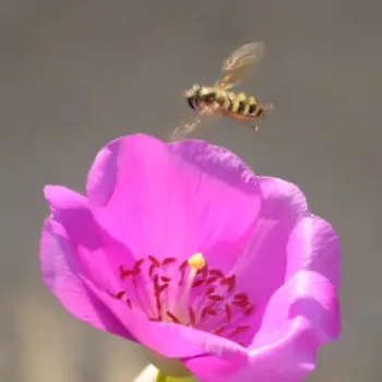 A hoverfly hovering seemingly motionless in mid-air over a flower