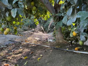 Lemons irrigated with fan jet micro sprinklers