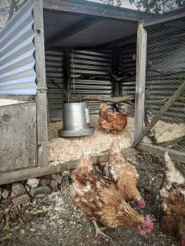 Protect chickens from foraging in potentially contaminated areas, consider placing chicken feed in a confined feeder that keeps food off the ground.