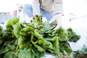 A person standing behind a head of lettuce, crouched down, with arms outstretched to grab the lettuce in front of them.
