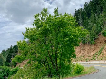 mature boxelder tree growing along a roadside