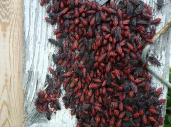 cluster of boxelder nymphs, or juveniles