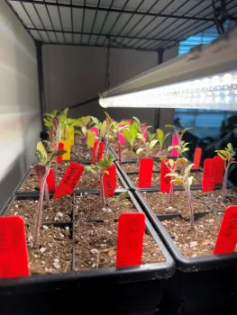 Tray of seedlings with a grow light over head