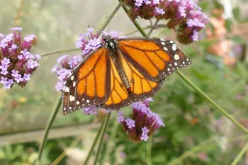 Photo of a orange and brown monarch butterfly perched on a flower stalk.