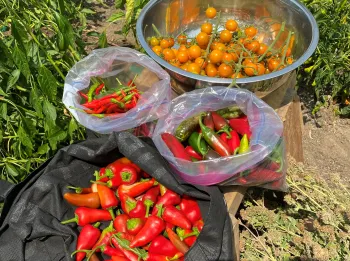 bags of harvested peppers and tomatoes