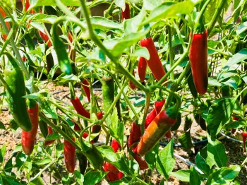 peppers growing on a bush