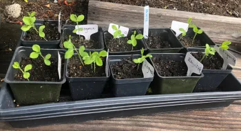 sweet pea seedlings
