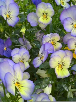 Photo of lavender and yellow violas growing with lush green leaves.