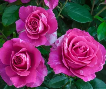 Bright pink roses
