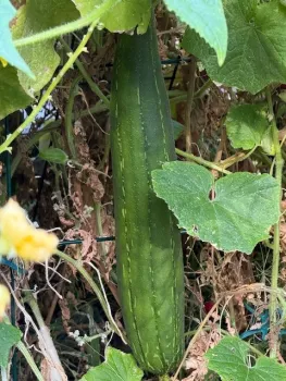 a long skinny green vegetable grows on the ground under green leaves