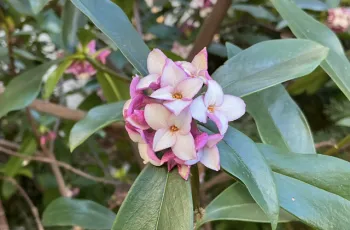 pink four-petaled blossom bunch on long dark green leaves