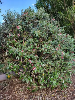 Feijoa bush flowering. J. Alosi